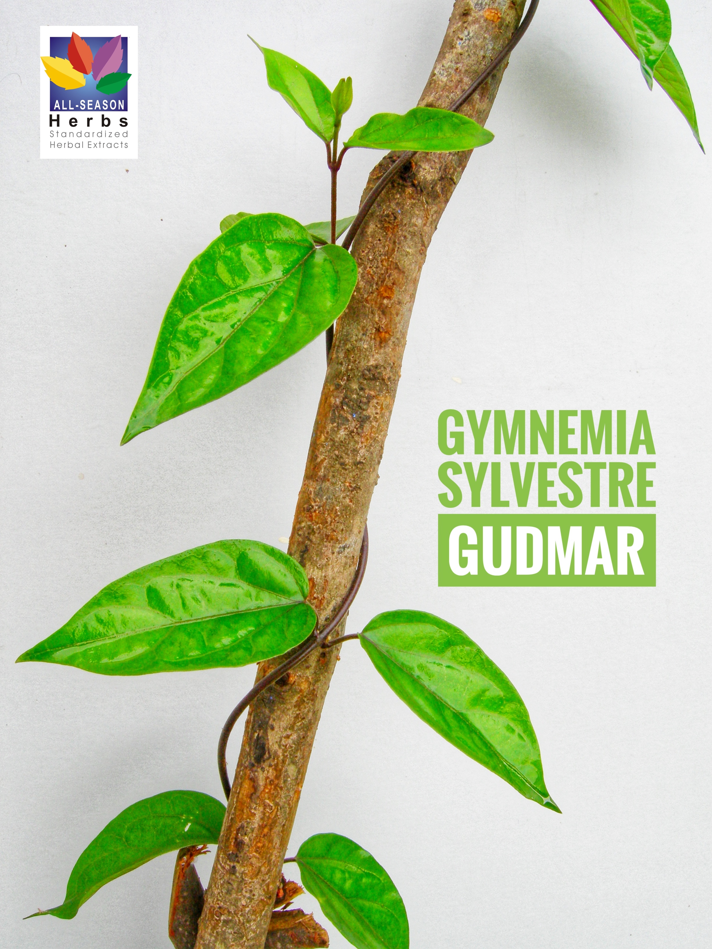 Gudmar (Gymnemia sylvestre) Dry Extract powder